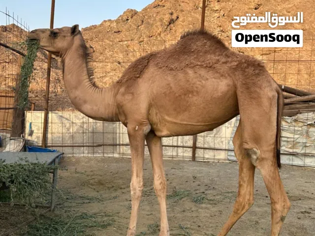 للبيع مجموعة هجن