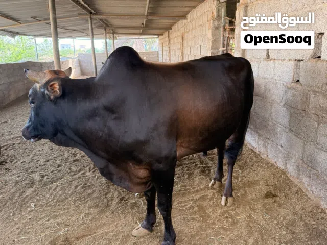ثيران عمانيات للبيع
