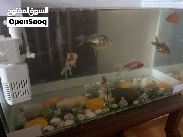 حوض سمك الجولد فيش مع 7 سمكات مع فلتر و اكل مخصص لسمك الجولد فيش