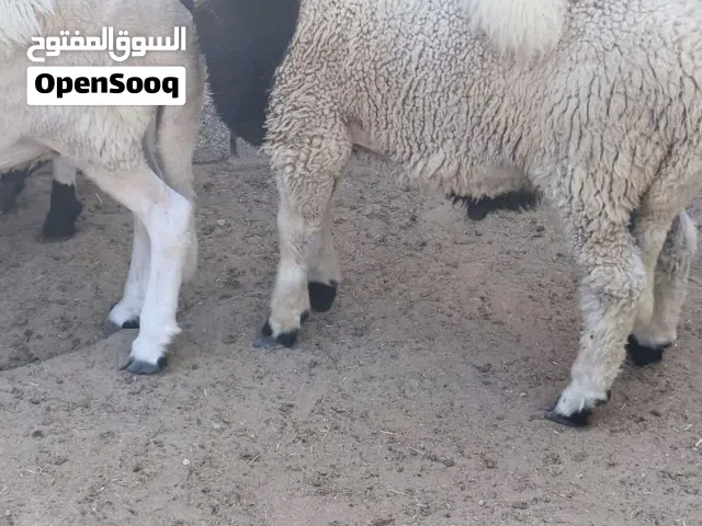 خرفان للبيع أضاحي فرصة العدد المتبقي 3 كما موضح في الفيديو ماشاءالله تبارك الله المكان زليتن