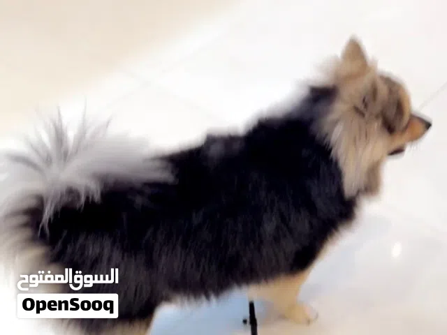 مطلوب ذكر التزاوج