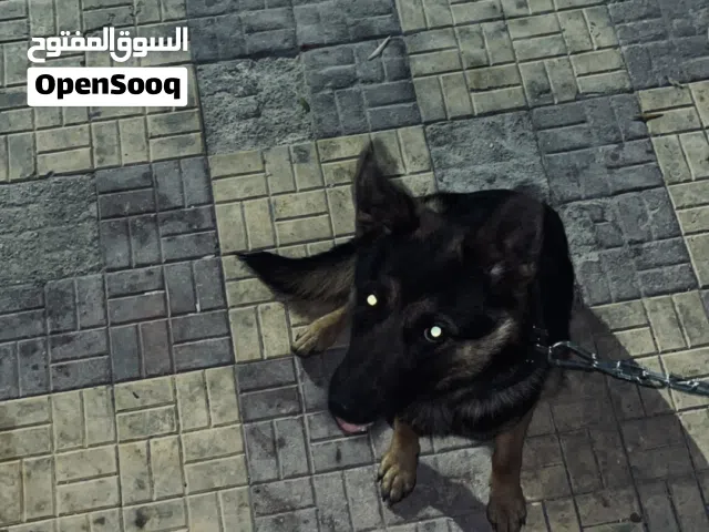 للبيع انثى جيرمن شيبرد(working line) العمر خمس اشهر (اقراء الوصف)...