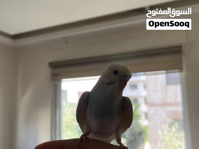 عصفور حب اقرأ الوصف