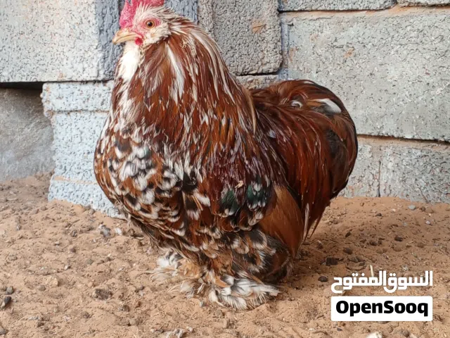 فرج استرالي للبيع
