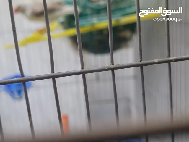 عصفير جنه عدد 4 شغال  عصفير حب عدد 3 ذكر شغال انثه عدد 2 شغال