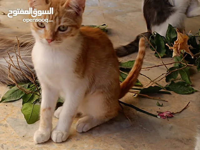 قطط عربيات لتبني