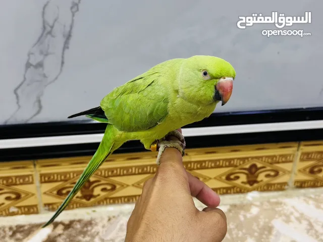 سلام عليكم بغبغاء دره عمره سنه اليفه تحجي دكول منو