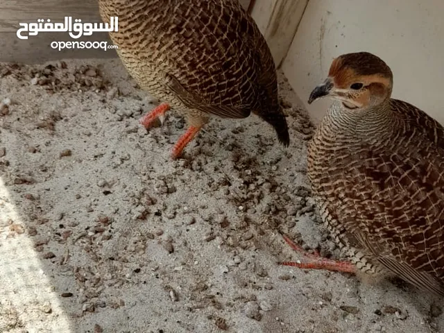 Fighter Gray francolin (Titar)