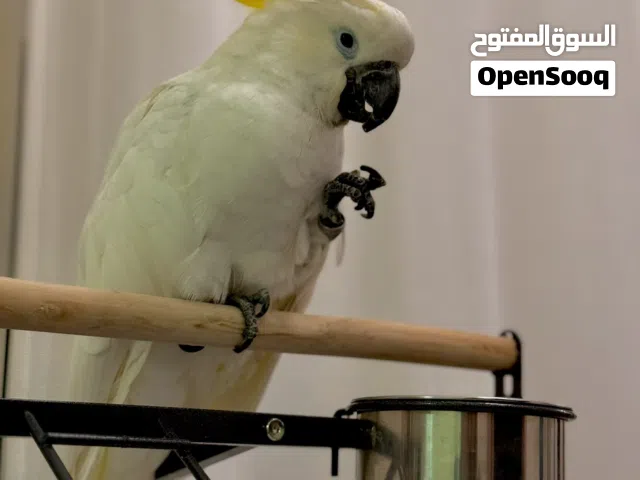 بغبغاء كوكاتو سلفر كرستد العمر سنة ونصف تقريبا أليف يقبل المسح و الحمل بصحة جيده