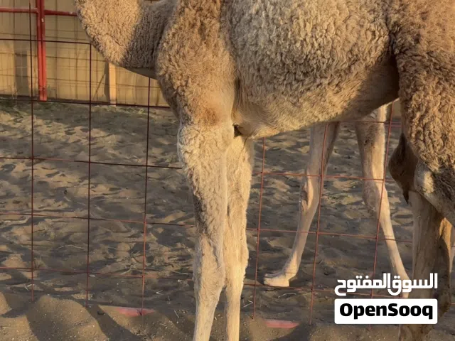 حواره للبيع ابوها ود الخواره بعير السعدي