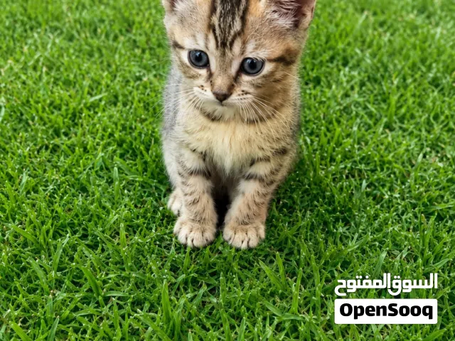 100 اوسهل ا