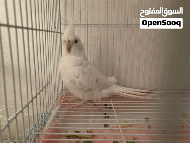 انثى كروان جاهزة للتزاوج