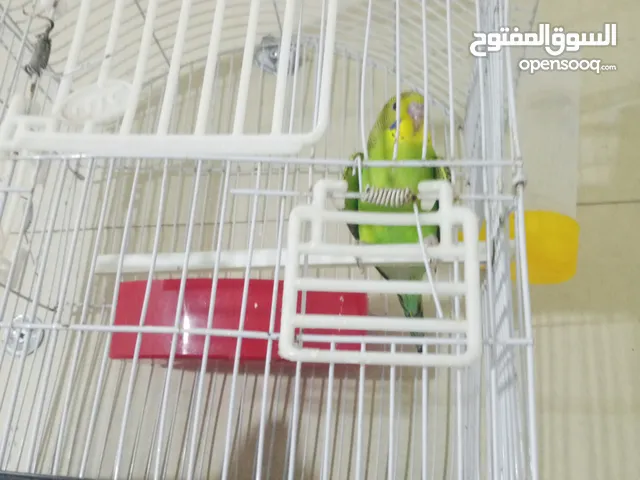 فرخين حب عمر تقريبا شهرين حبه خمسه