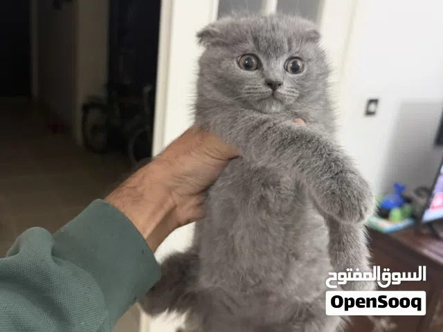 Scottish Fold Lilac / Male