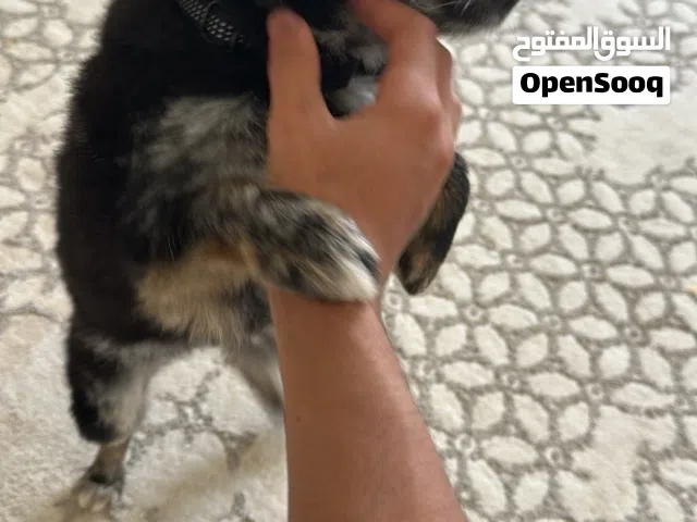 بومرينيان .