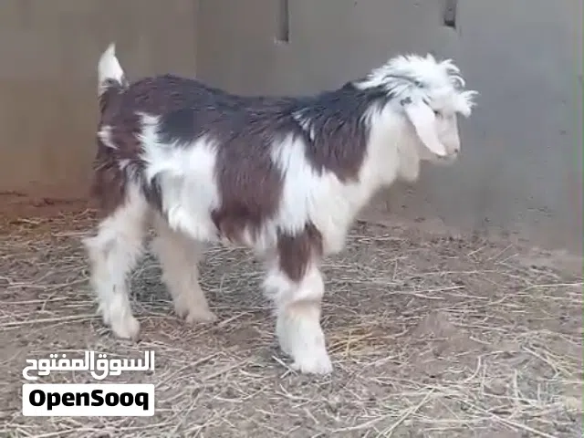 م شاءالله جدي