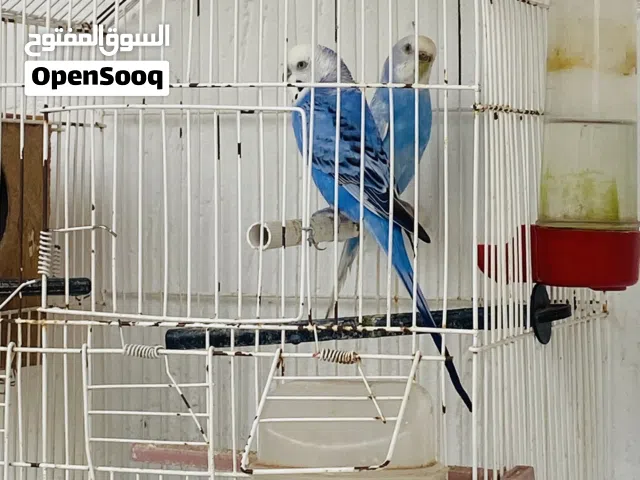 عصفور باقلينو