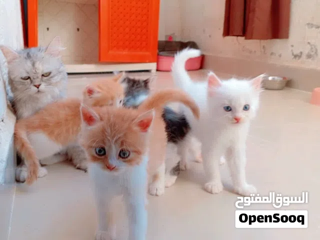 قطه مع اولادها لاتبني