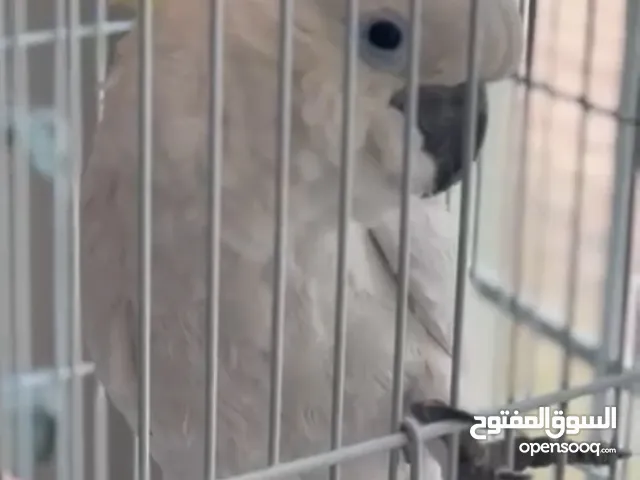 ببغاء روعه حلو حجم كبير يتكلم المعلومات اكتر تواصل علا رقمي