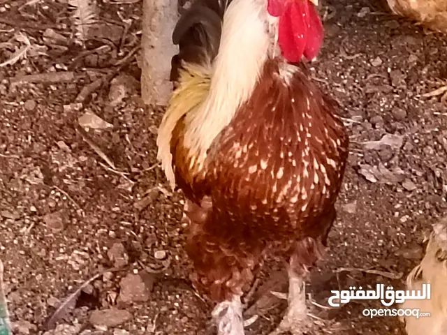 ثلاثة ديوك بناديق نخب للبيع