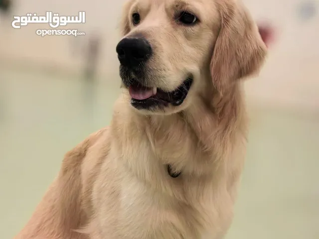 كلب للتبني golden retriever for adoption