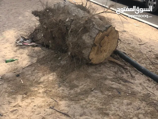 جذع لقطع اللحم للكصاب