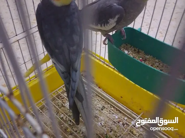 كوكتيل حبشي