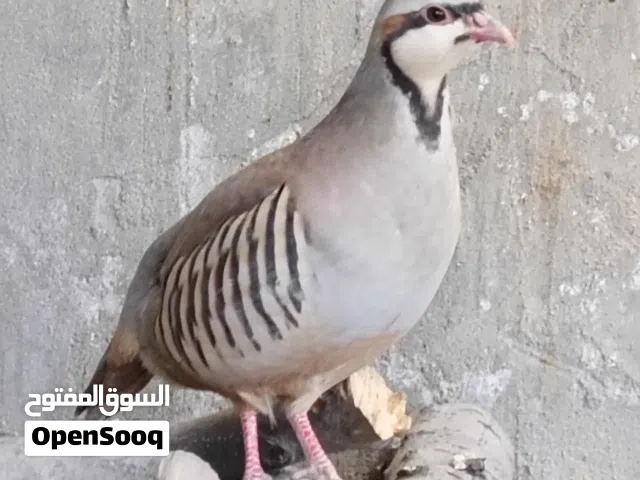 انثى شنار او حجل للبيع