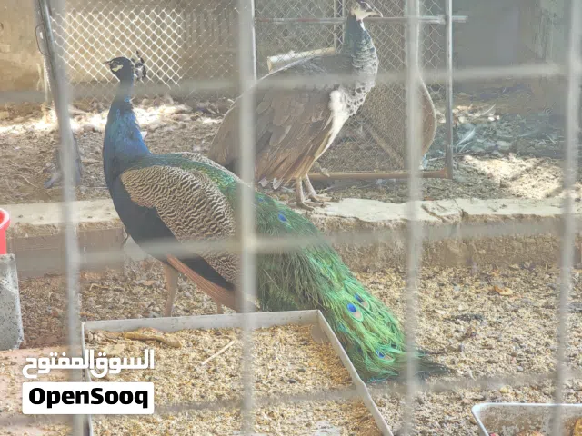 طاؤوس للبيع