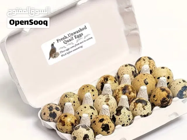 بيض فري / سمان مكسيكي وياباني مخصب وللأكل