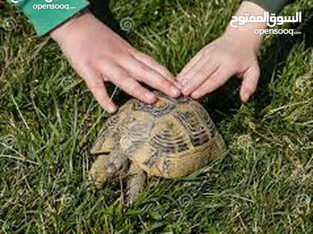 سلاحف يونانيه اليفه صحه ونظافه و صدفه بدون اي خدش سلحفاه سلحفاة كركعه كرامع