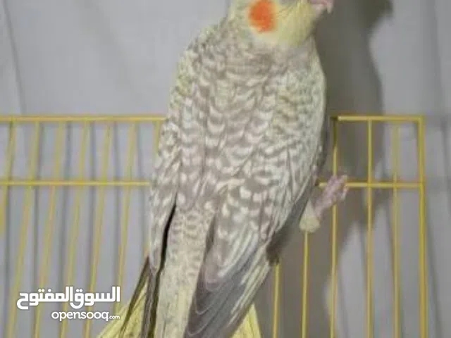 مطلوب انثى كوكتيل ايزابيل او لاتينو