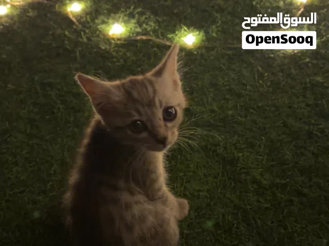 قط اليف الجنس ذكر