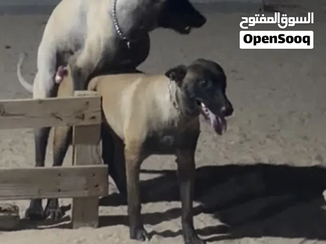 مطلوب فحل مالينو للتزواج  عندي نثيه صارفه