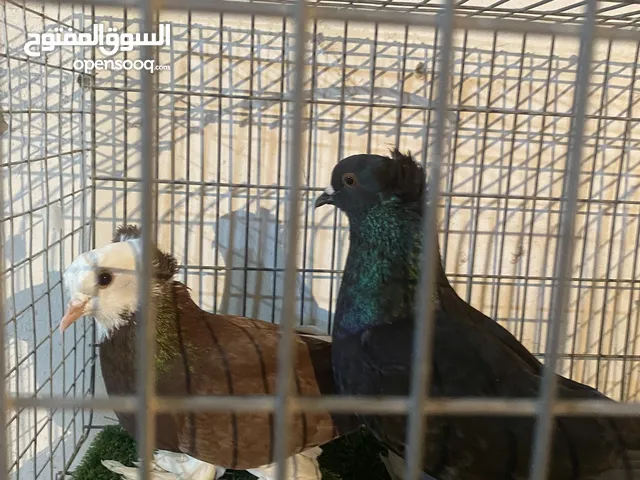 كوبية طالعة من جمه