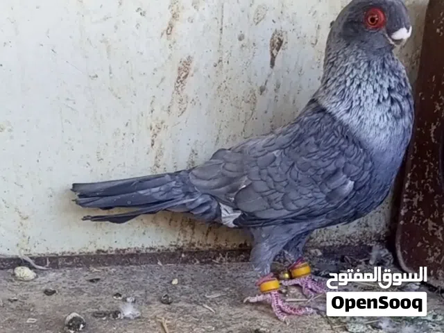 متاخ فحلين تبارك الرحمن