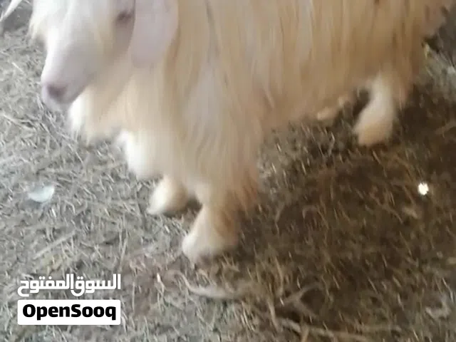 تيس من نوادر الحلال الرحبي الاصيل