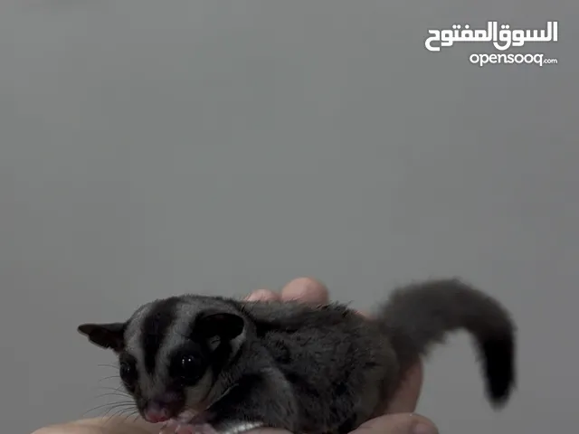 سنجاب الطائر صغير ( شوقر قلايدر ) اليف جداً