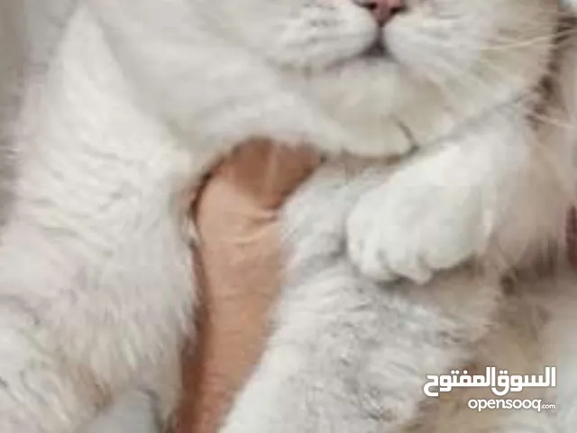 كتن بيور ذكر وانثى عمر شهرين