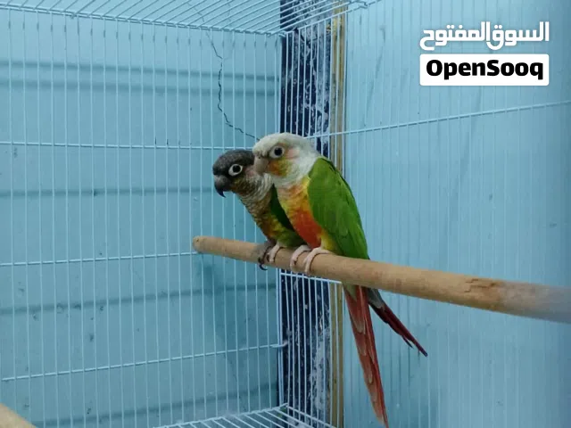 زوج كنيور ب 110 قابل للتفاوض جرين شيك ذكر و باينبل انثى
