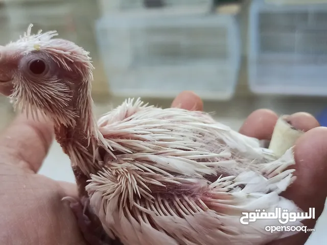 Home breeded cocktail chicks available for rehoming in Al Ain