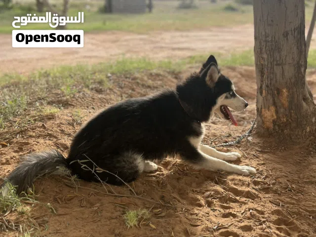 السلام عليكم جروه هاسكي للبيع عمرها 6 شهور