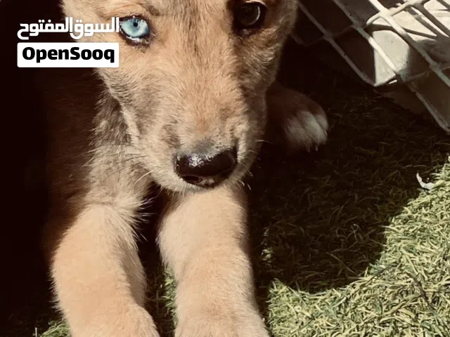 Unique German Shepherd Mix Female 2700AED with One Blue Eyes -