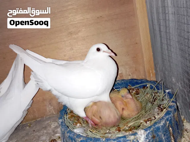 زوج زواجل بيض جواهن افراخ