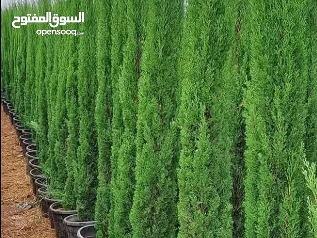 مشاتل الريان الزراعية إنتاج وبيع جميع انواع الاشجار المثمره والزينه