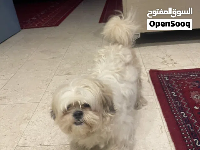 كلب لطيف يحب اللعب