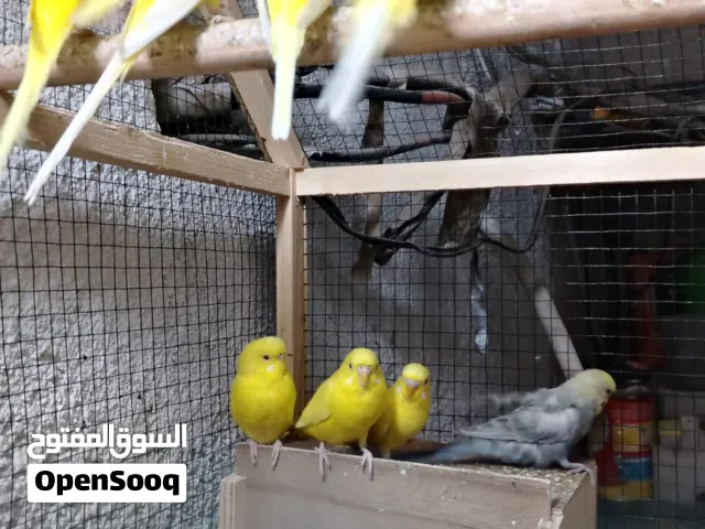 طيور حب هولندي