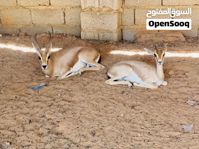 السلام عليكم كوبيه غزال الريم (عتود وعنز ) بصحه ممتازه تبارك الرحمن