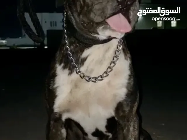 ذكر بيتبول