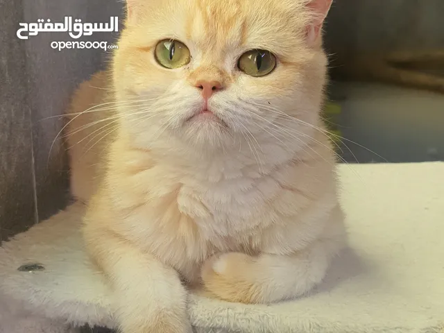 أنثى بريتش جميلة NY12